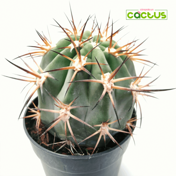 nuestra sección de Tipos cactus (géneros) ? ➡️ Cómprate Un Cactus