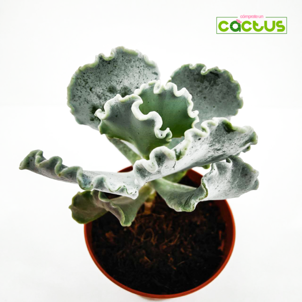 Cotyledon Undulata Cactus suculenta