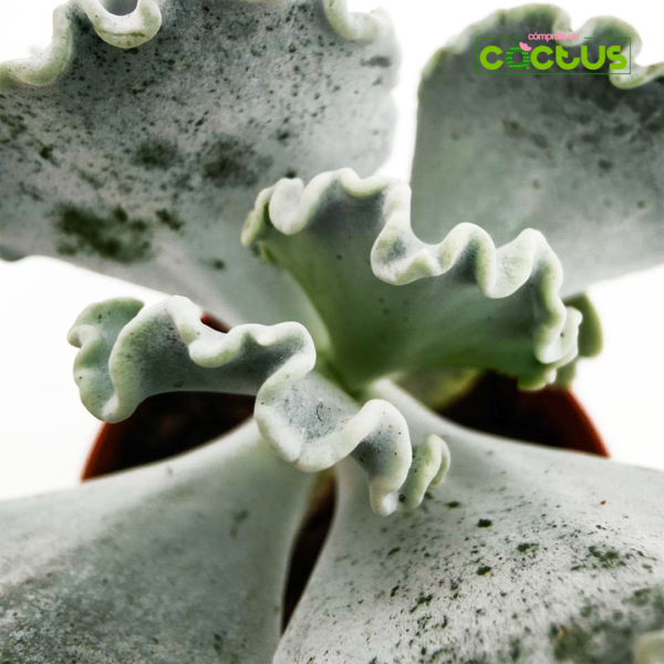 Cotyledon Undulata Cactus suculenta