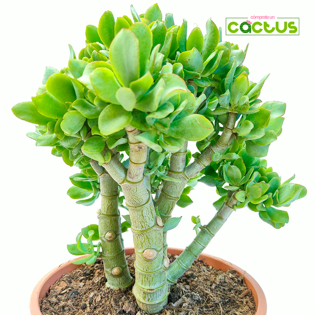 Crassula Arborescens Curly “XL”