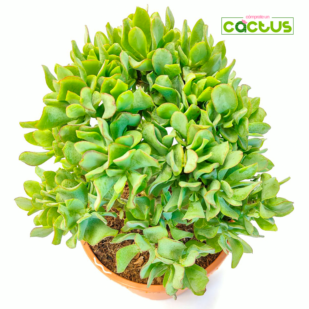 Crassula Arborescens Curly XL