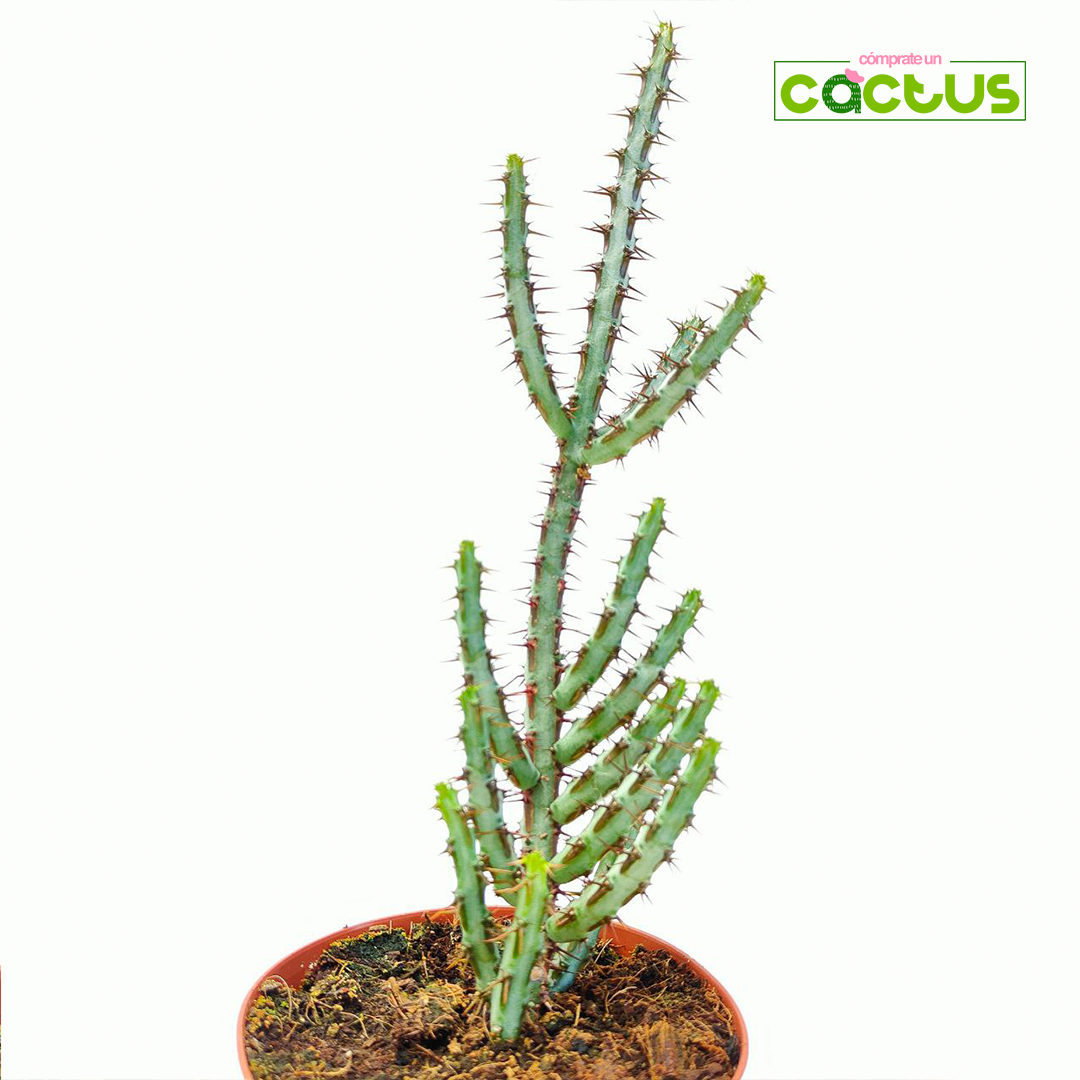 Euphorbia Aeruginosa maceta 11 cm