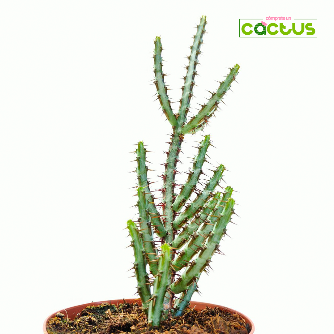 Euphorbia Aeruginosa maceta 11 cm