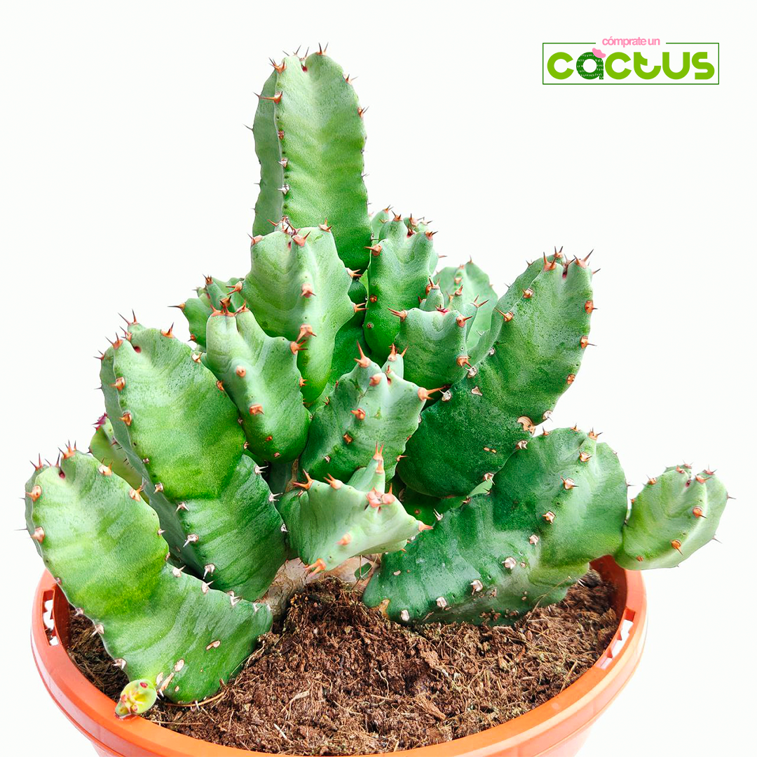 Euphorbia Resinifera “M”