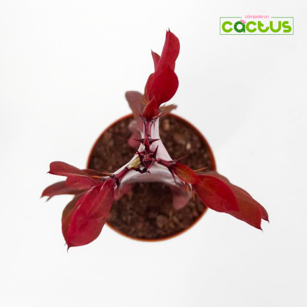 Euphorbia Trigona roja