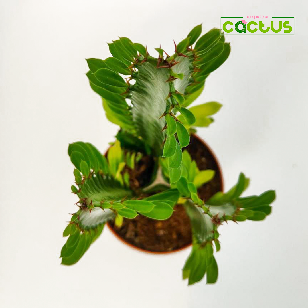 Euphorbia Trigona cenital