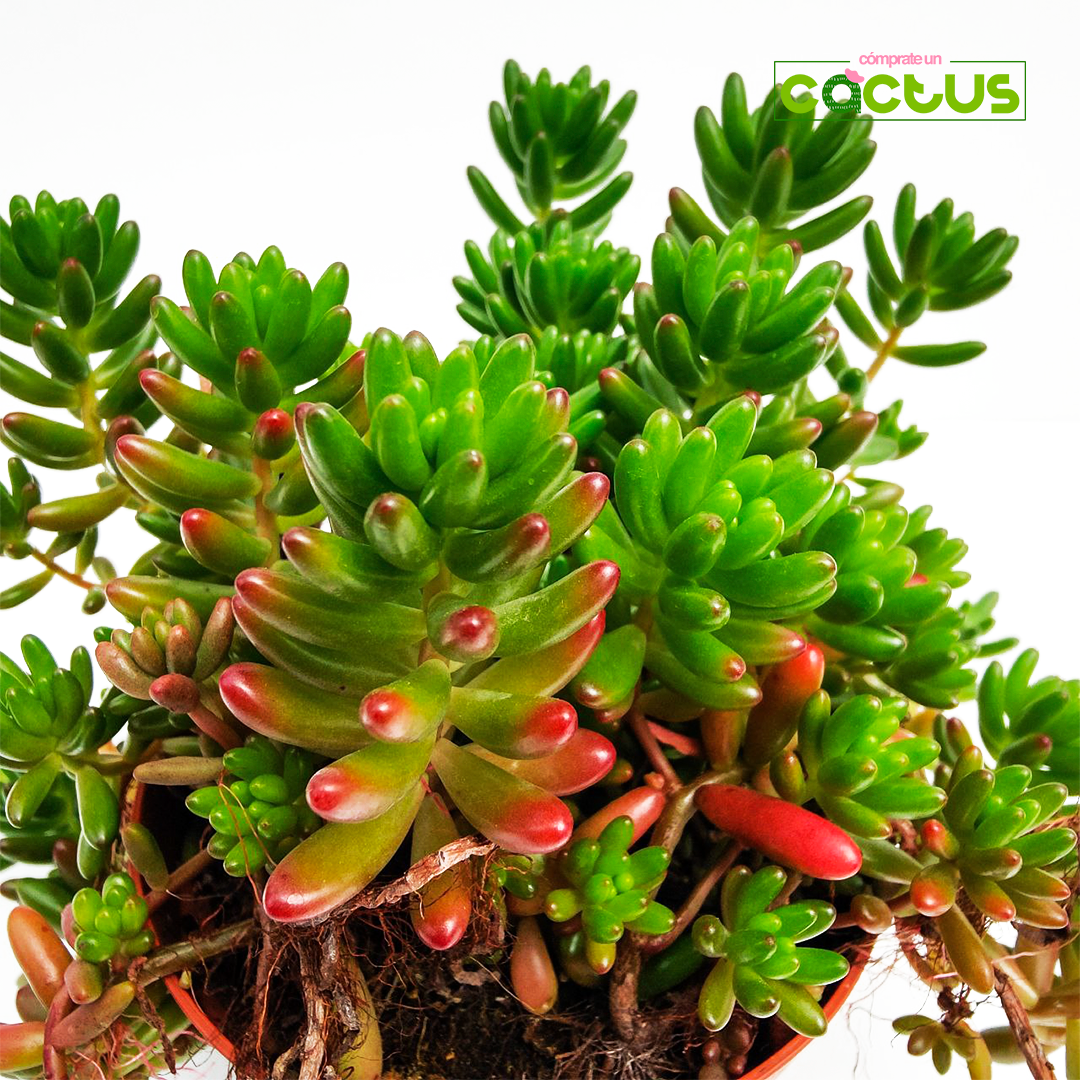 El Sedum Rubrotinctum, o Alegría de Pascua, es una planta suculenta originaria de México. Es conocida en España por varios nombres como Sedo Rojo, Dedos, Alegría de Pascua o Sedum Rojo.