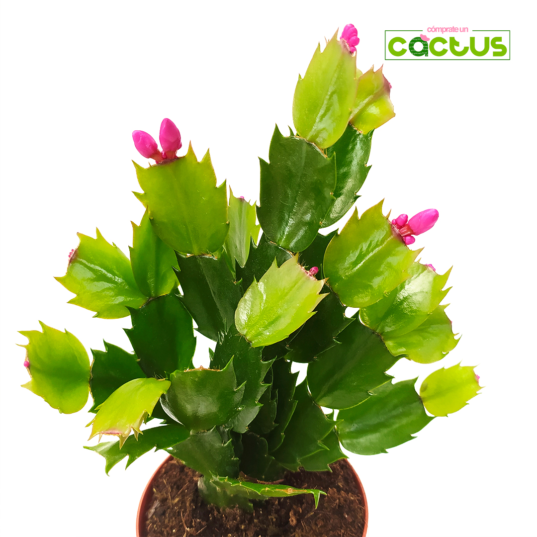 Cactus de navidad – Schlumbergera