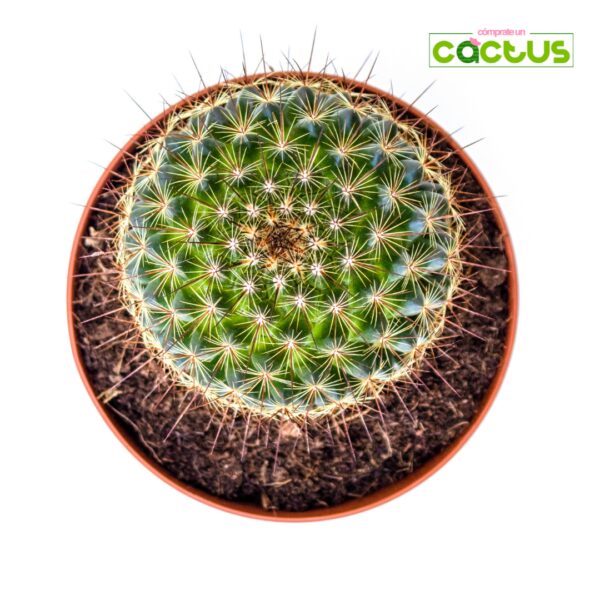 Cactus Mammillaria Discolor