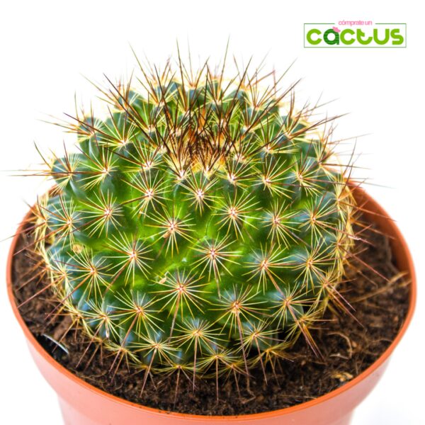 Cactus Mammillaria Discolor