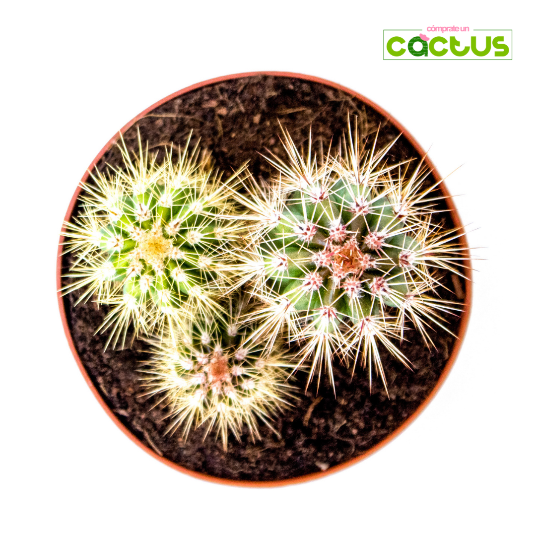 Cactus Pachycereus Pringlei