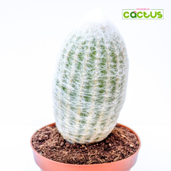 Cactus Cephalocereus Senilis