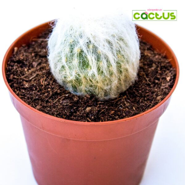 Cactus Cephalocereus Senilis