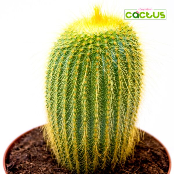Cactus Parodia Leninghausii F.H.Brandt