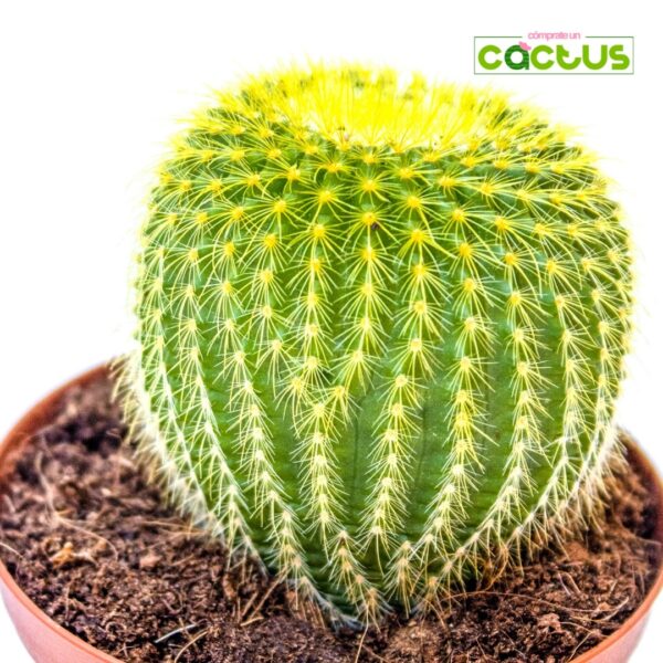 Cactus Parodia Leninghausii F.H.Brandt