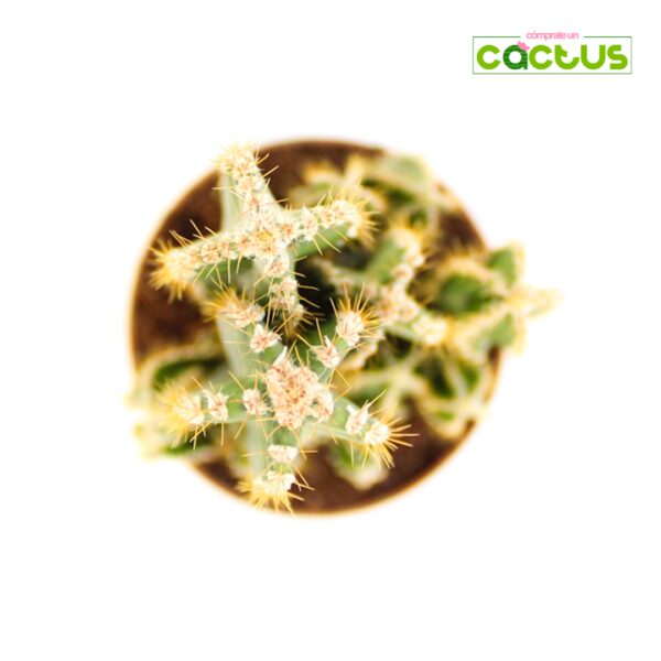 Cactus Cereus Floridiano
