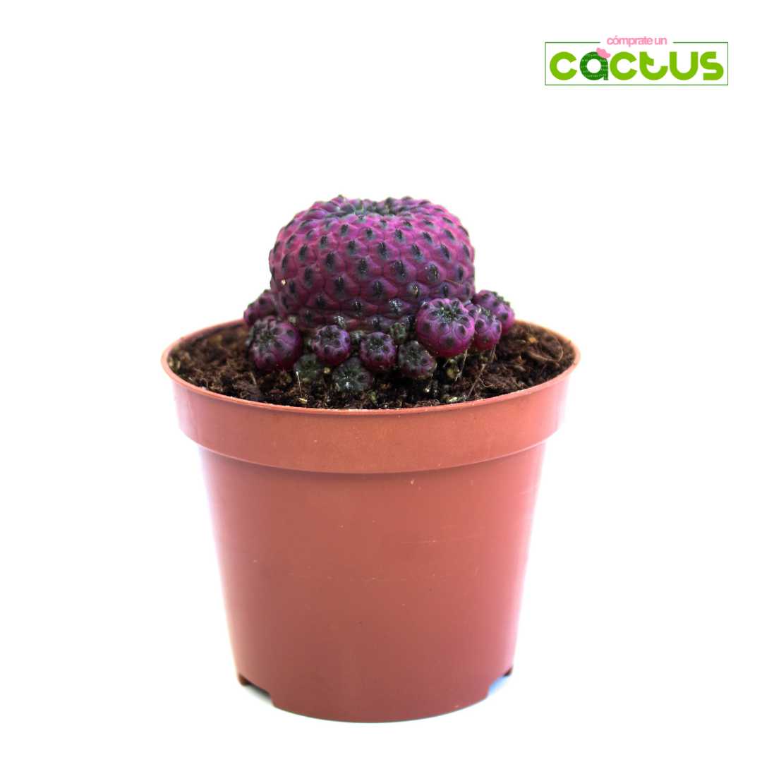 Cactus Sulcorebutia Rauschii Violacidermis