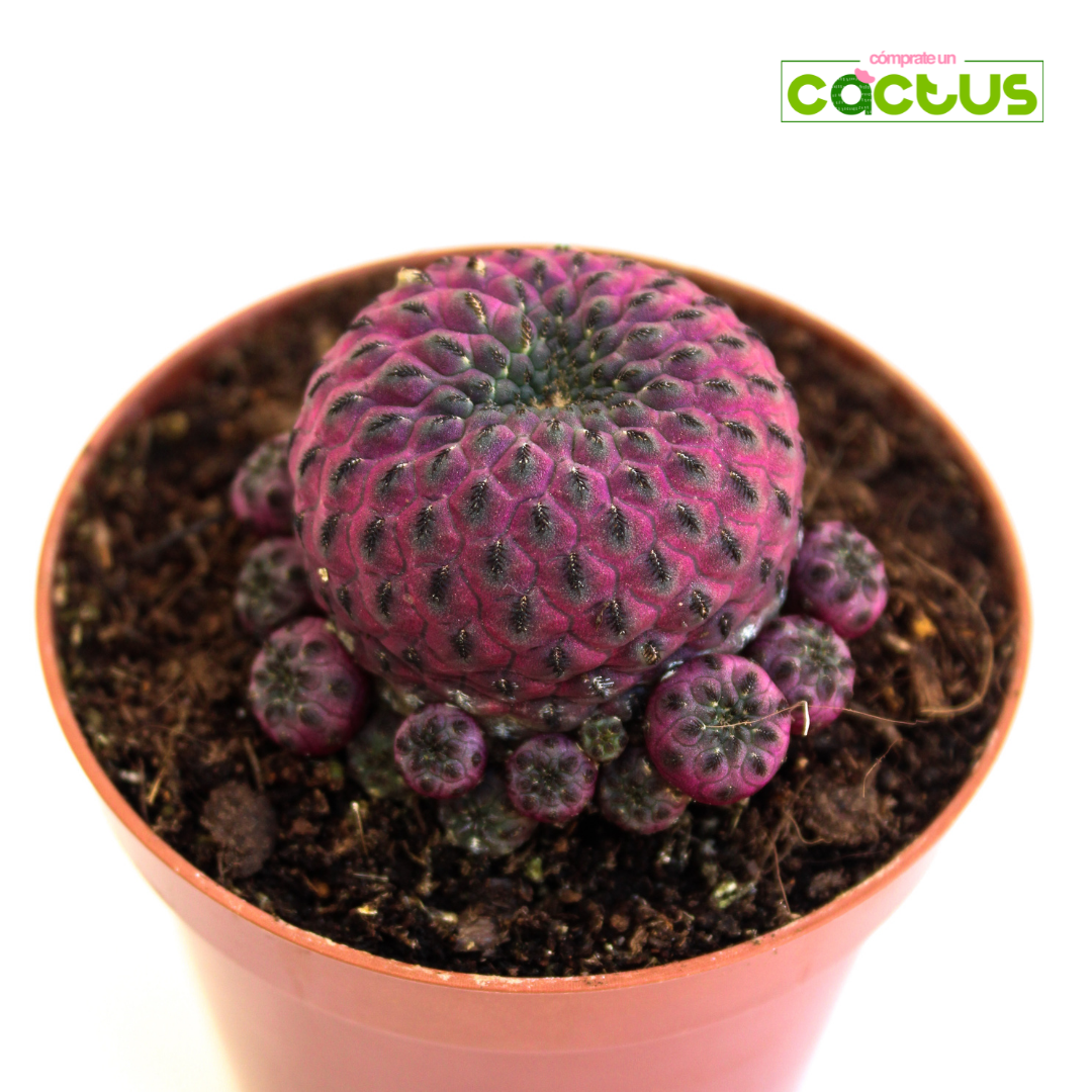 Cactus Sulcorebutia Rauschii Violacidermis