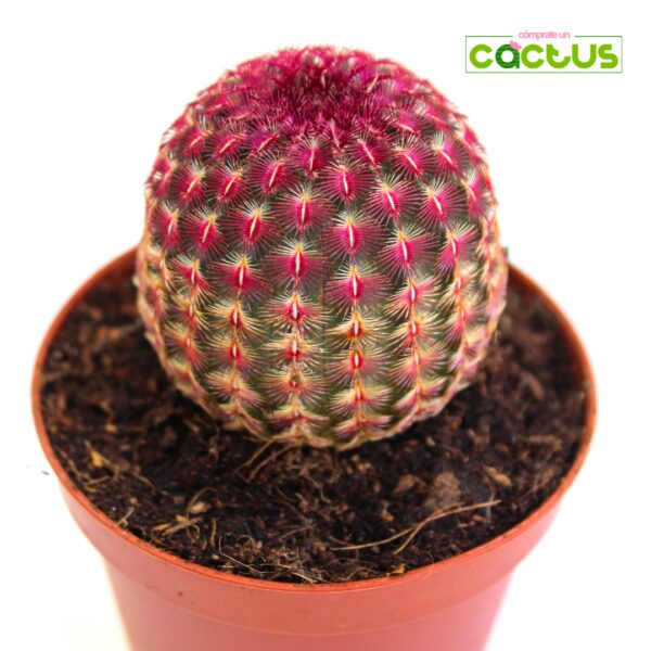 Cactus Echinocereus Rigidissimus Rubispinus