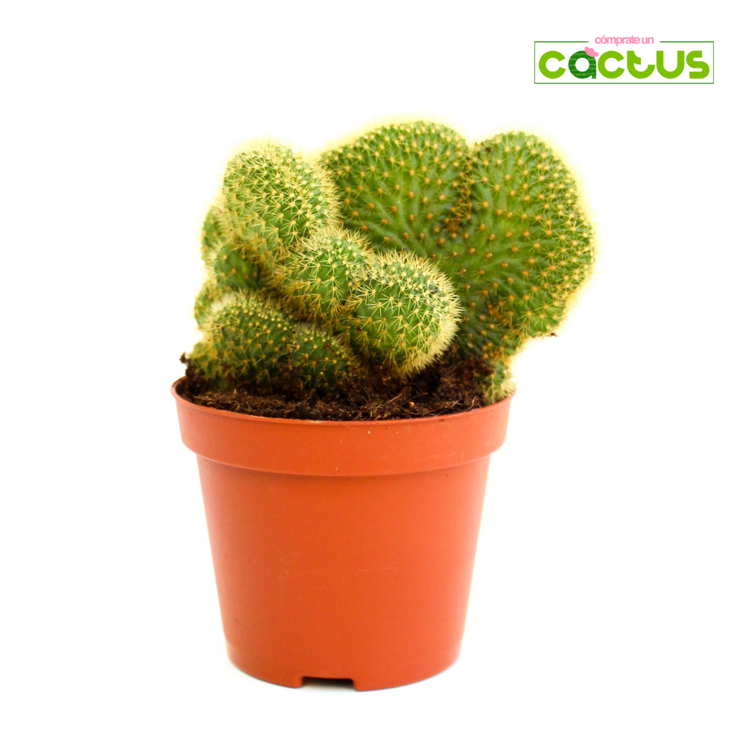Cactus Cleistocactus winterii cristata