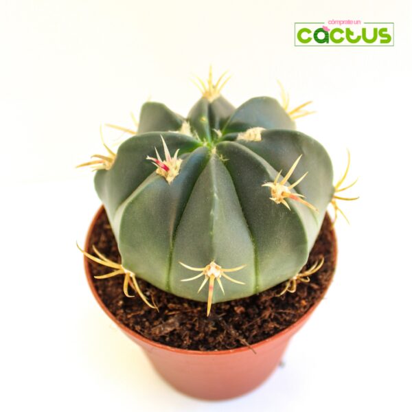 Cactus-Ferocactus-Macrodiscus