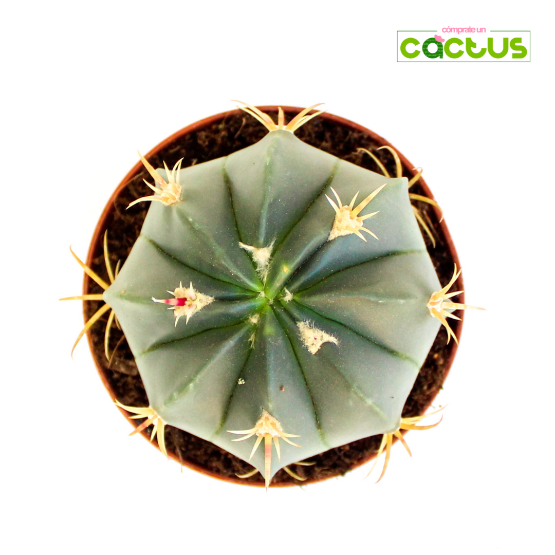 Cactus-Ferocactus-Macrodiscus