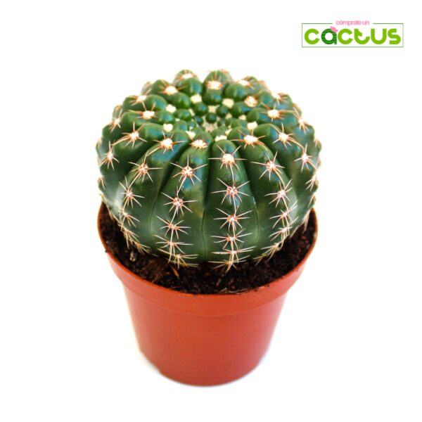 Cactus Notocactus Uebelmannianus (Parodia Werneri)