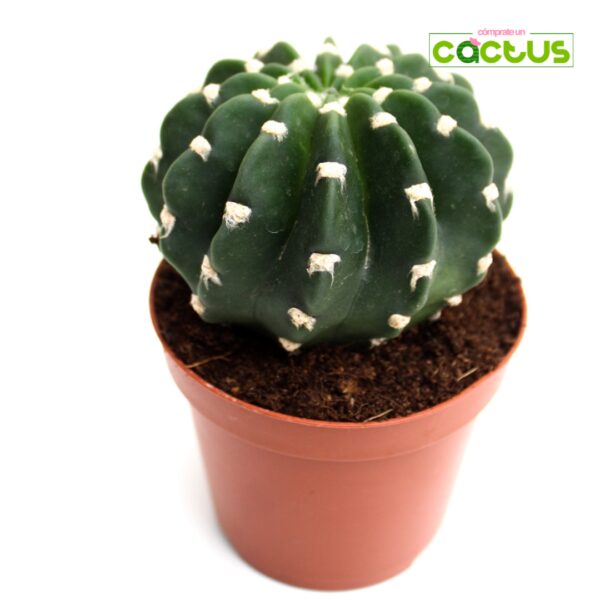 Cactus Echinopsis Subdenudata
