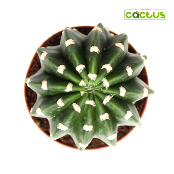 Cactus Echinopsis Subdenudata