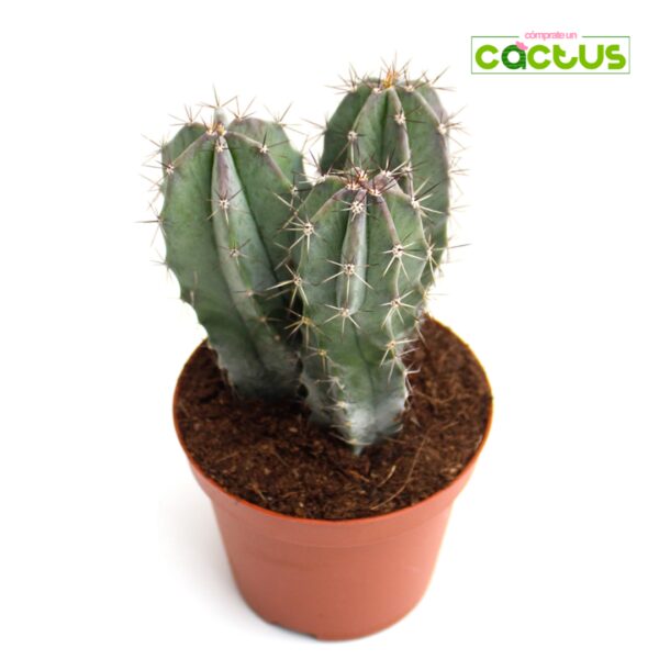 Cactus Lemaireocereus Pruinosus