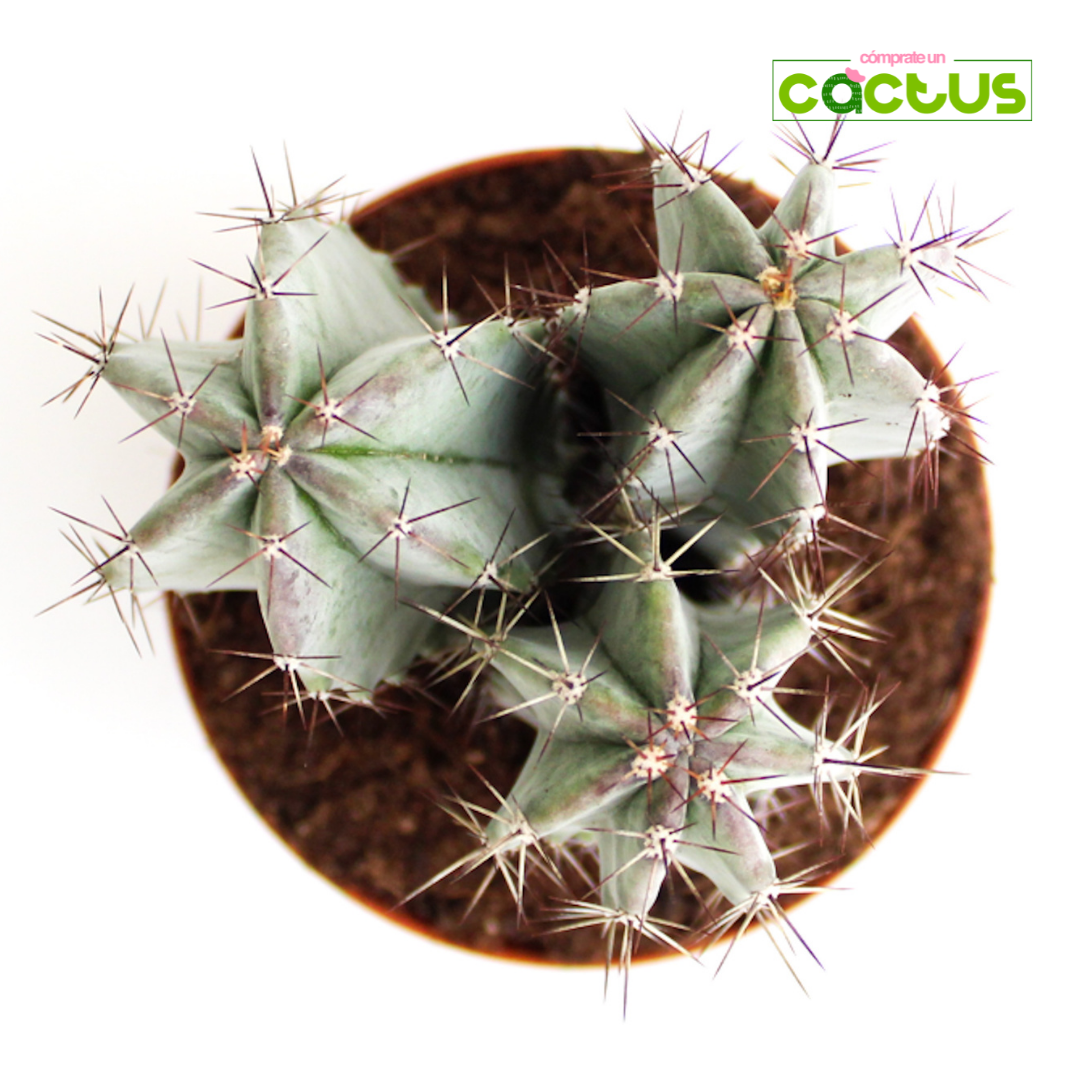 Cactus Lemaireocereus Pruinosus
