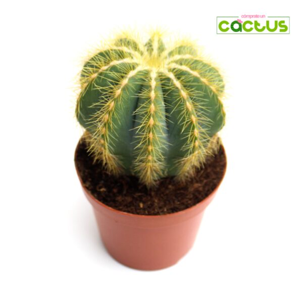 Cactus Parodia/Notocactus Magnifica