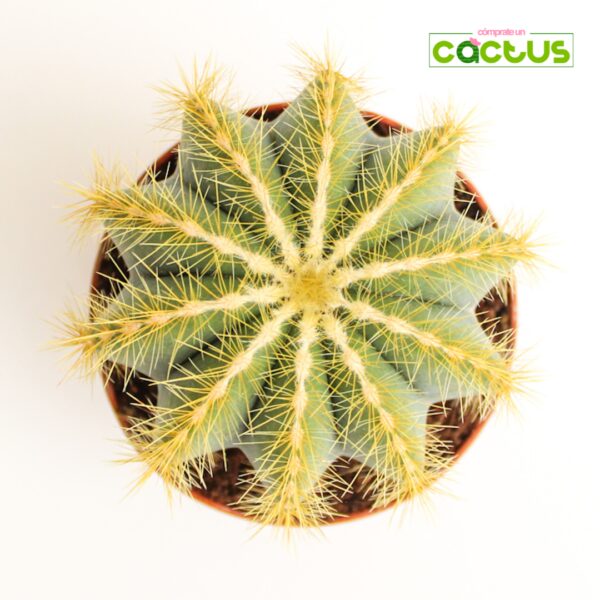 Cactus Parodia/Notocactus Magnifica