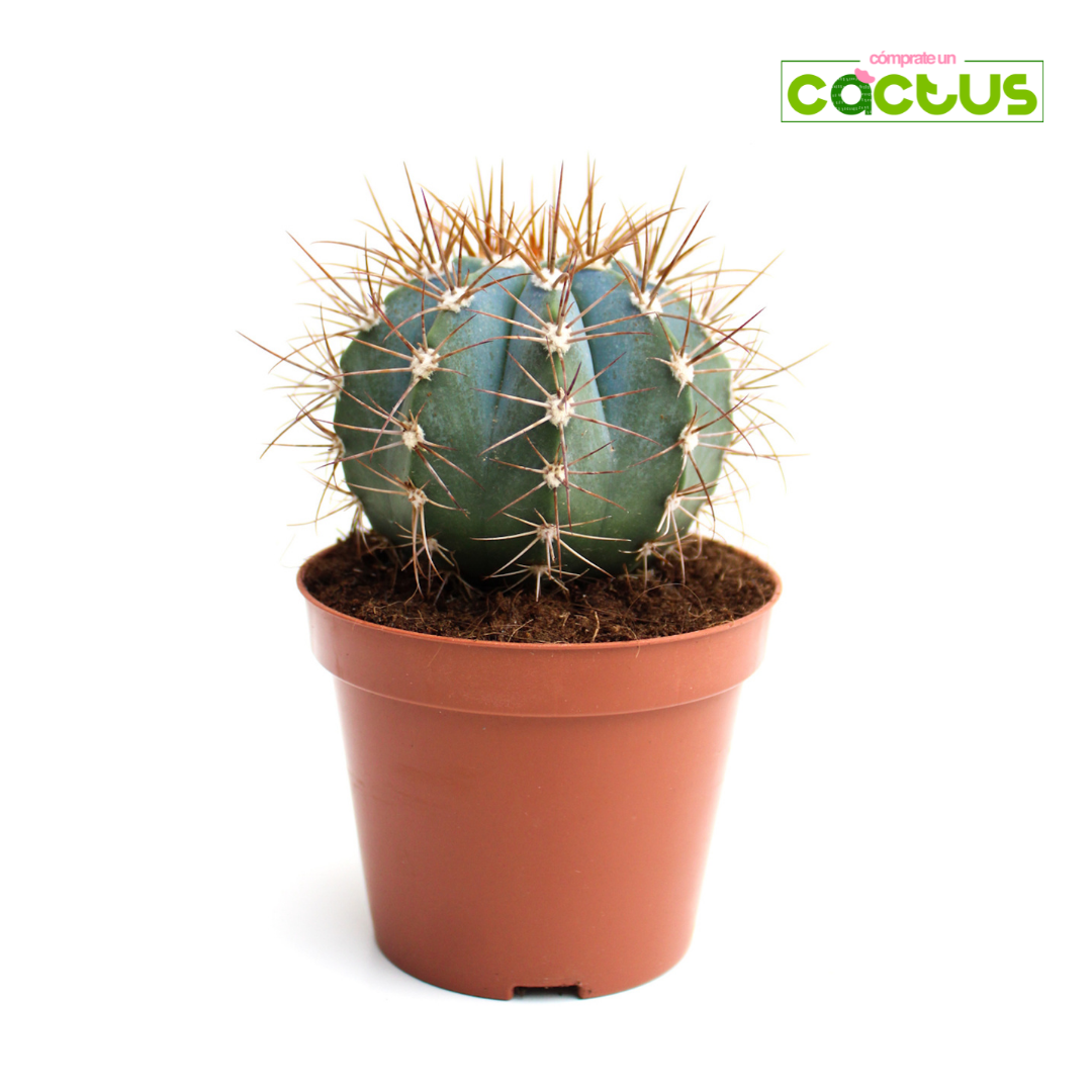 Cactus Melocactus Azureus