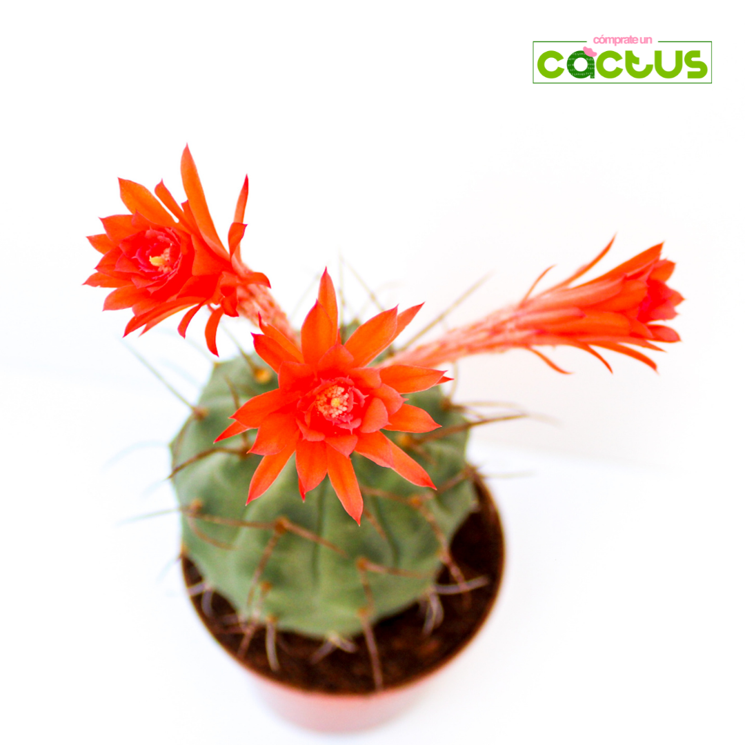 Cactus Matucana Madisoniorum