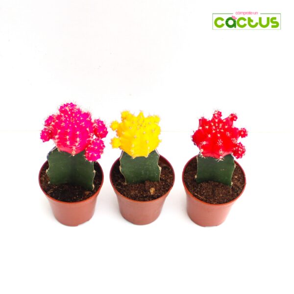 Cactus Gymnocalycium Mihanovichii