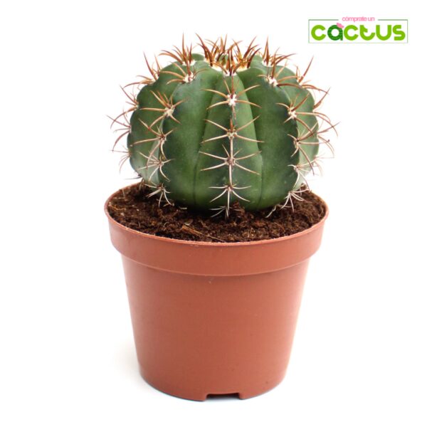 Cactus Melocactus Bahiensis Ramón??