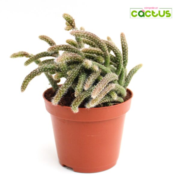 Cactus Rhipsalis Baccifera Horrida