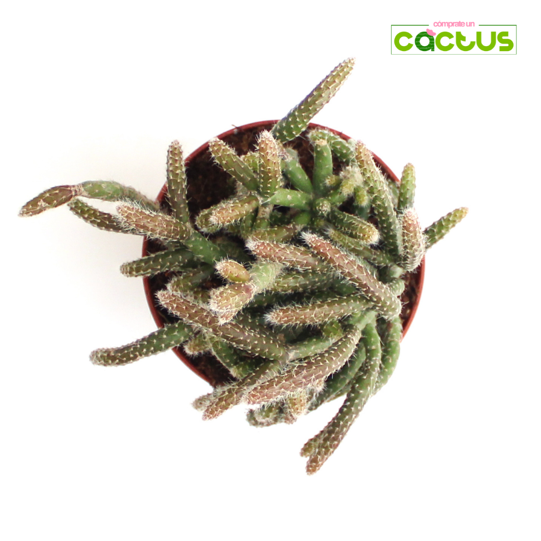Cactus Rhipsalis Baccifera Horrida