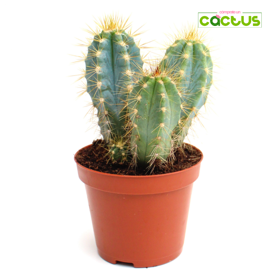 Cactus Pilosocereus Azureus