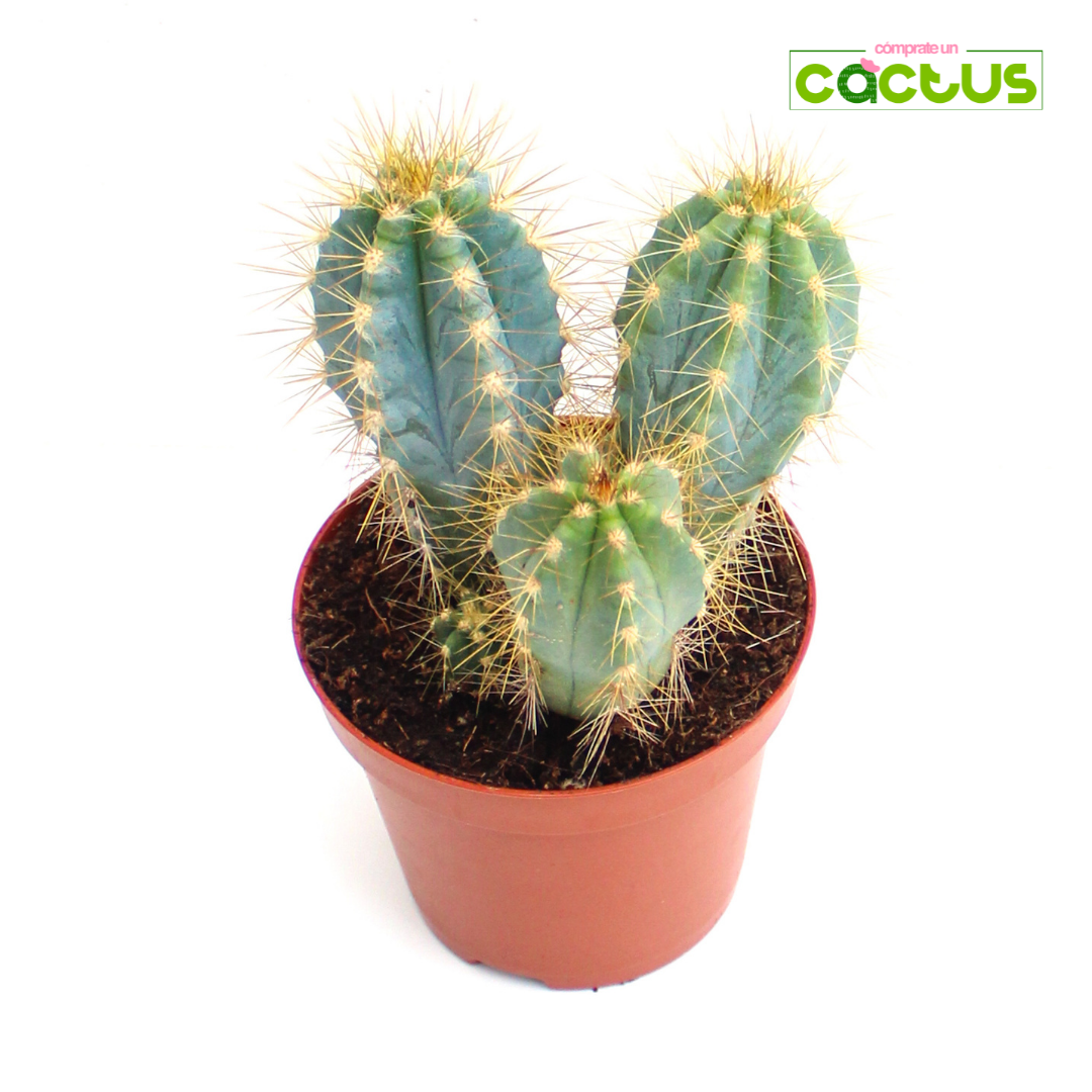 Cactus Pilosocereus Azureus