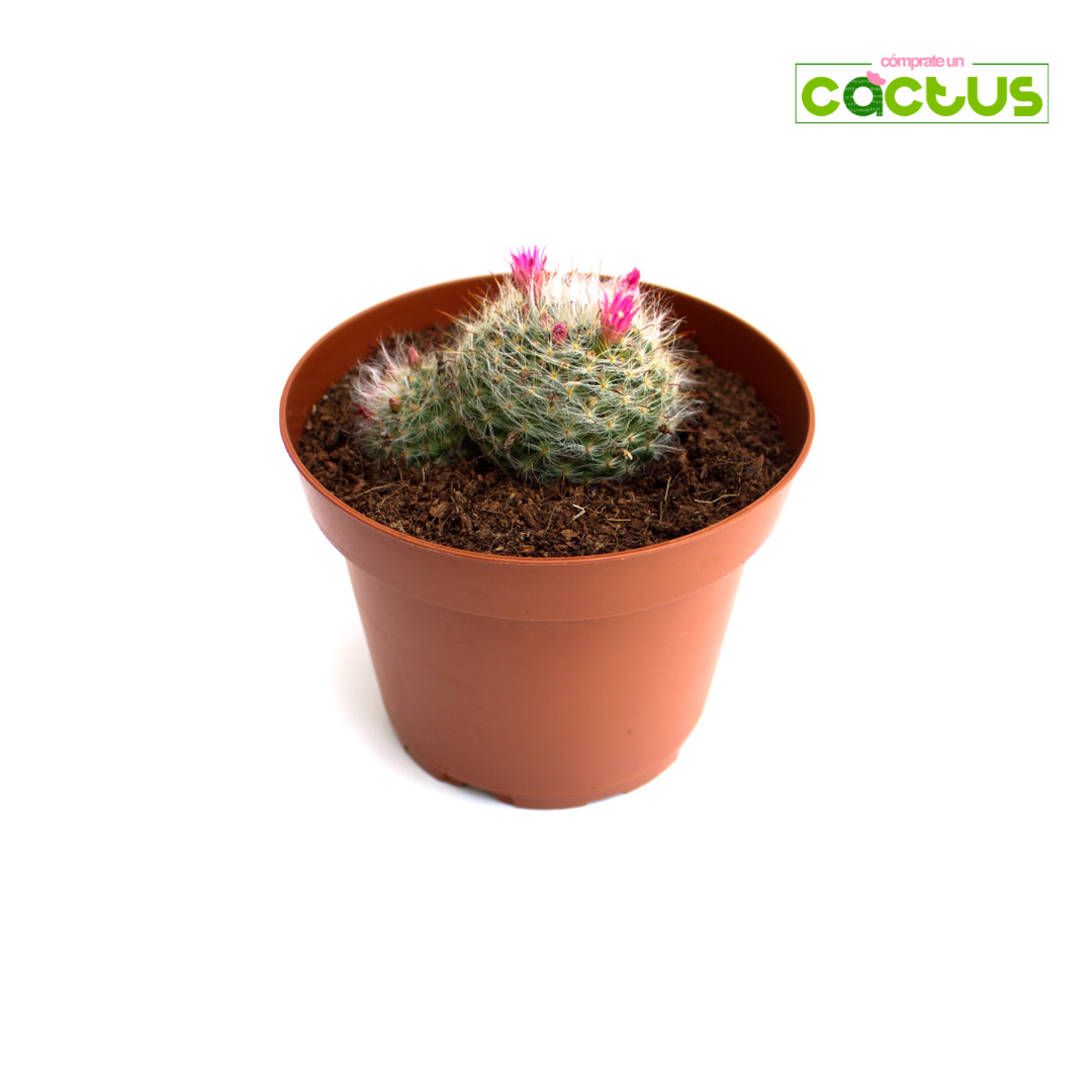 Cactus Mammillaria Zeilmanniana