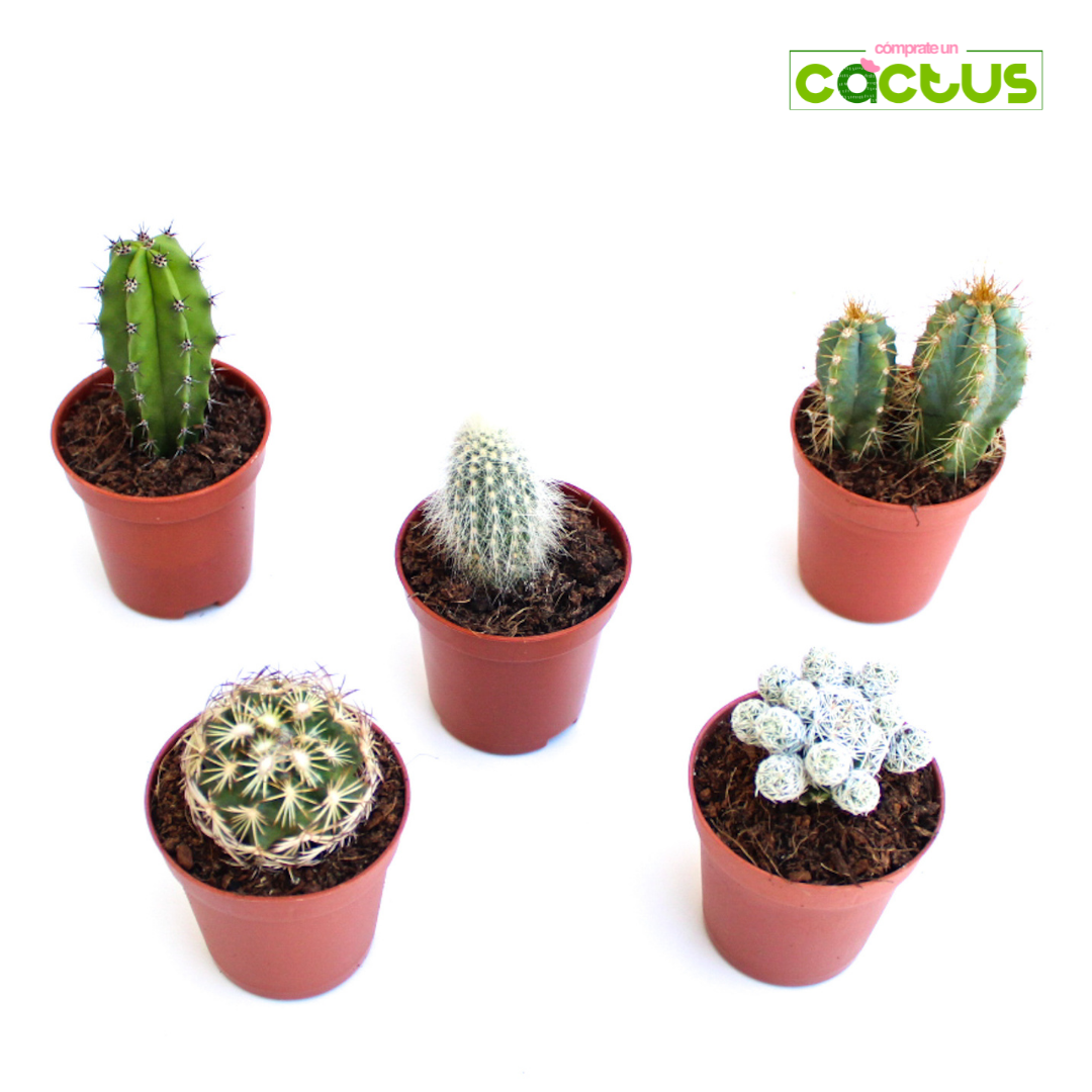Packs de Mini Cactus