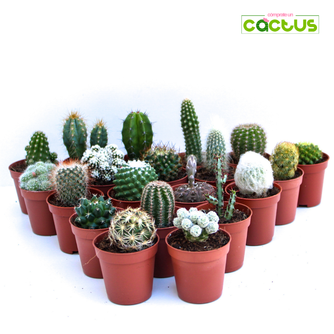 Packs de Mini Cactus