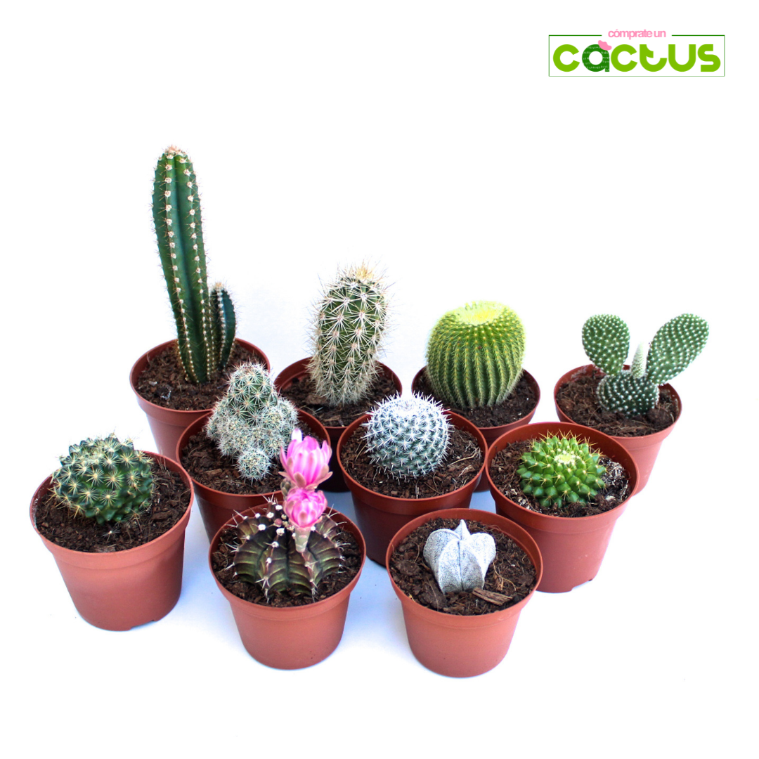 Packs de Cactus