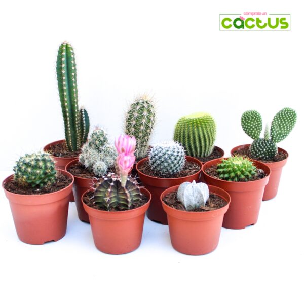 Packs de Cactus