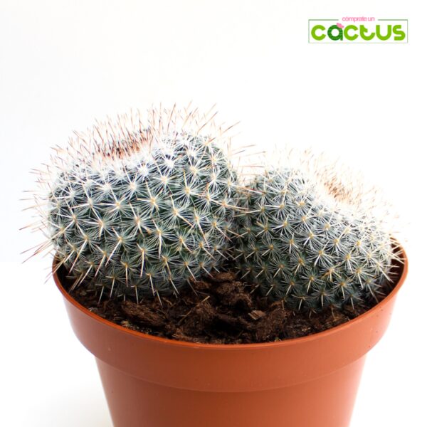 Cactus Mammillaria Hahniana