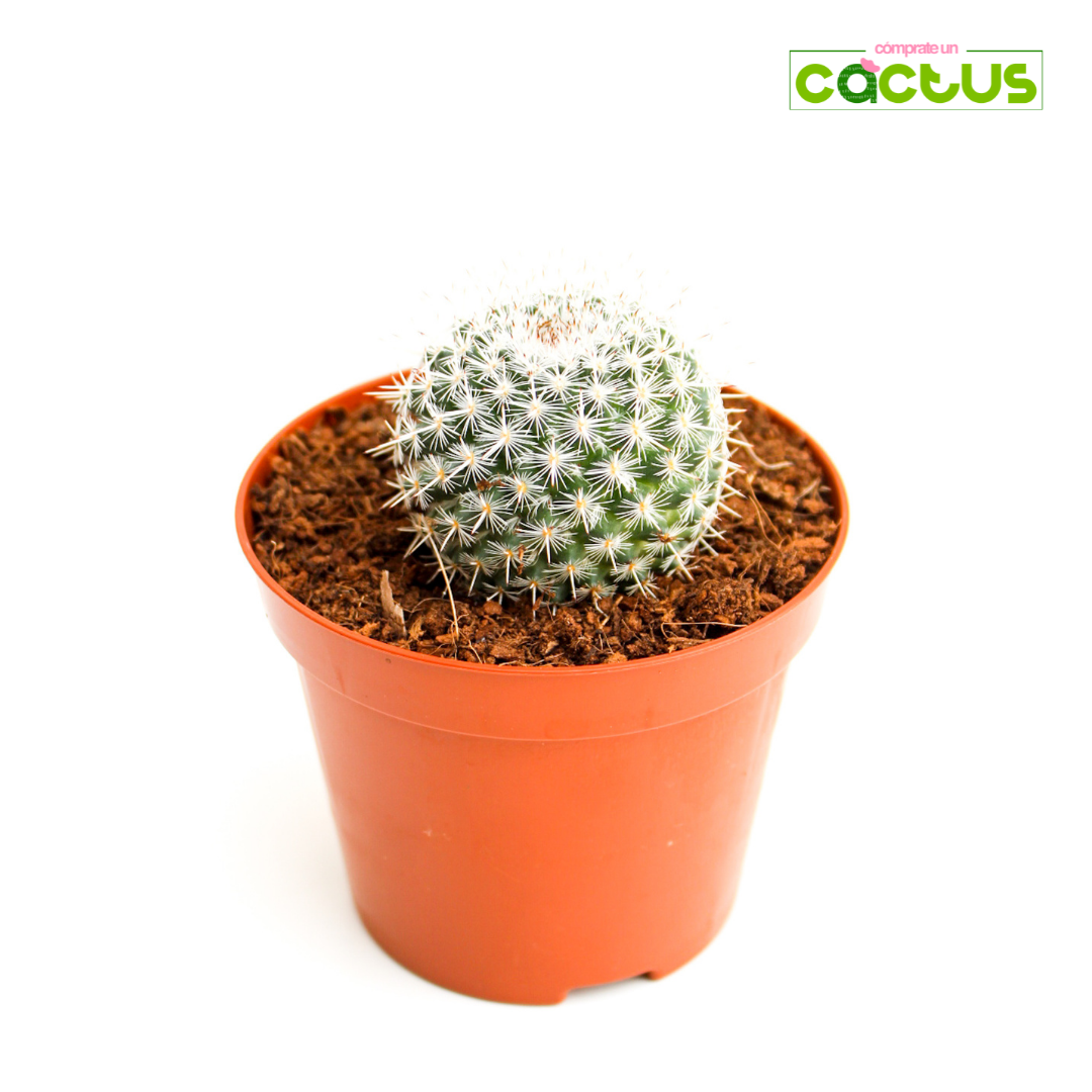 Cactus Mammillaria Hahniana