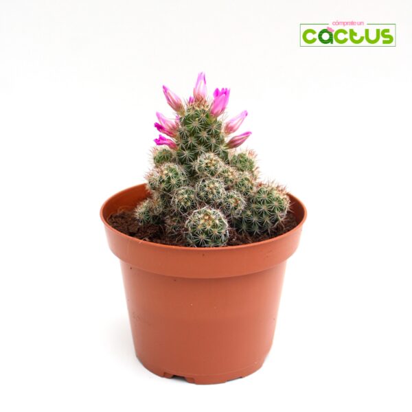 Cactus Mammillaria Elongata