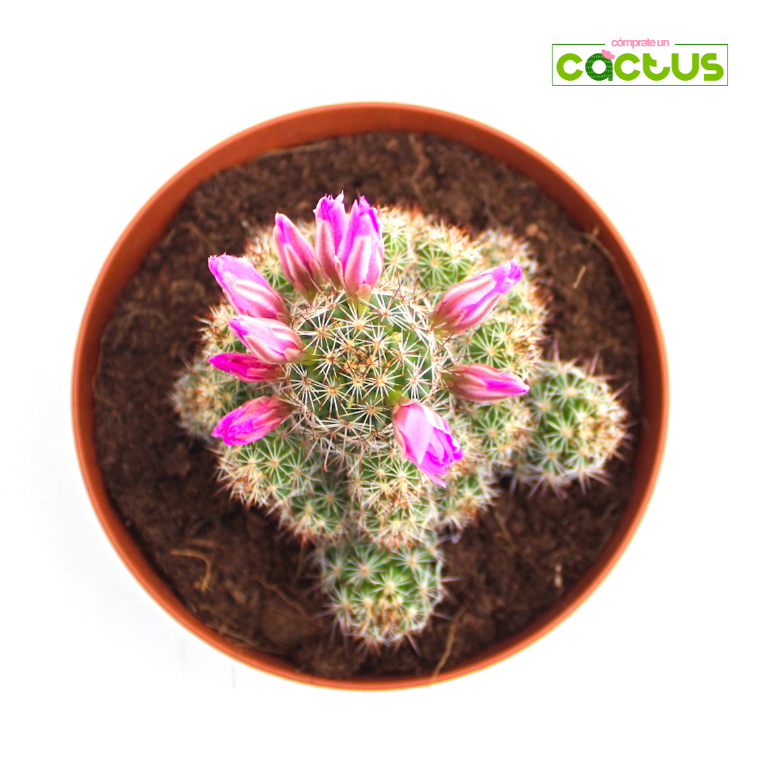Cactus Mammillaria Elongata